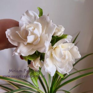 Gardenia