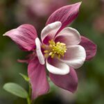 Aquilegia Petal Veiners - Image 2