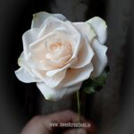 Sugar Rose Online Class - Classes