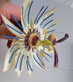Passion Flower Veiners