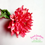 Sugar Dahlia Bloom