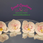 Orchids Set Of 4