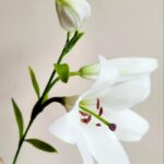 Cold Porcelain Lily Stem
