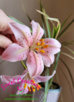 Cold Porcelain Lily Heads - Image 3