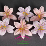 Sugar Lily heads