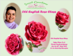 Old English Rose Class
