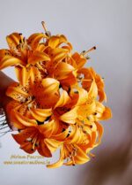 Lily Stamens and Pistil - Image 3