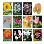 Sugar Flower Club 2024