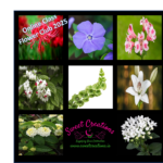 Sugar Flower Club 2025
