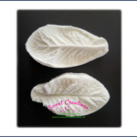 Primrose Leaf Medium