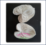 Anthurium Lily Veiners