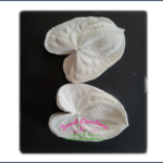 Anthurium Lily Veiners