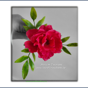 Rugosa Rose Flower Spray