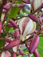 Yucca Petal Veiners