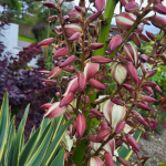 Yucca Bud Mould
