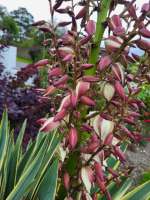 Yucca Bud Mould