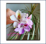 Hong Kong Orchid Online Class