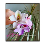 Hong Kong Orchid Online Class