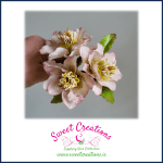 Hellebore Online Class