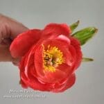 Coral Peony Online Class - Classes - Image 1